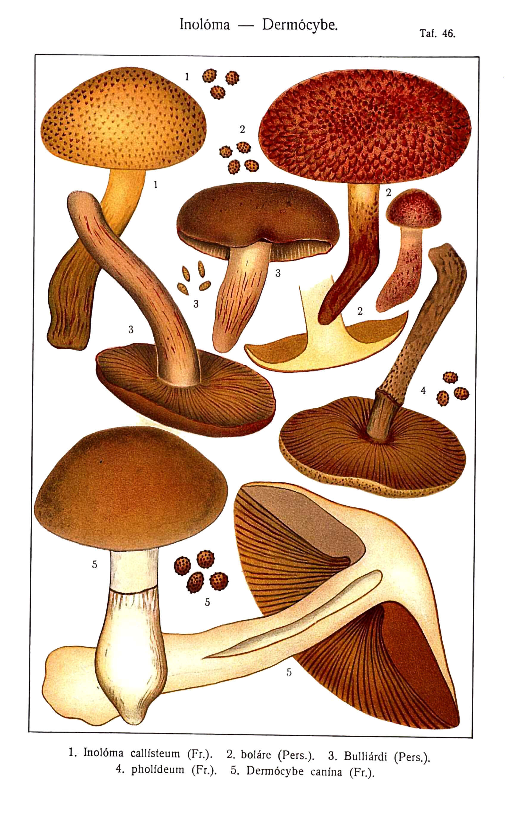 Image of Cortinarius pholideus (Lilj.) Fr. 1838