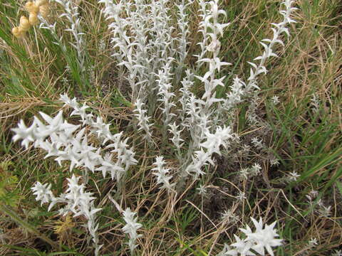 Слика од Lucilia acutifolia (Poir.) Cass.