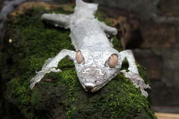 صورة Uroplatus fimbriatus (Schneider 1797)