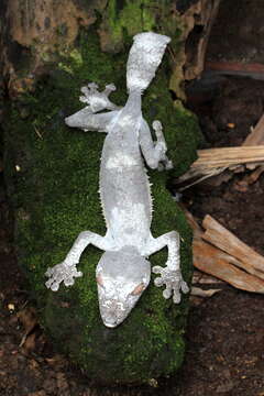 Image of Common Flat-tail Gecko