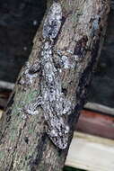 Image of Common Flat-tail Gecko