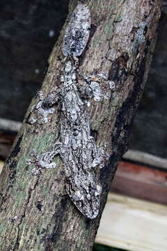 صورة Uroplatus fimbriatus (Schneider 1797)