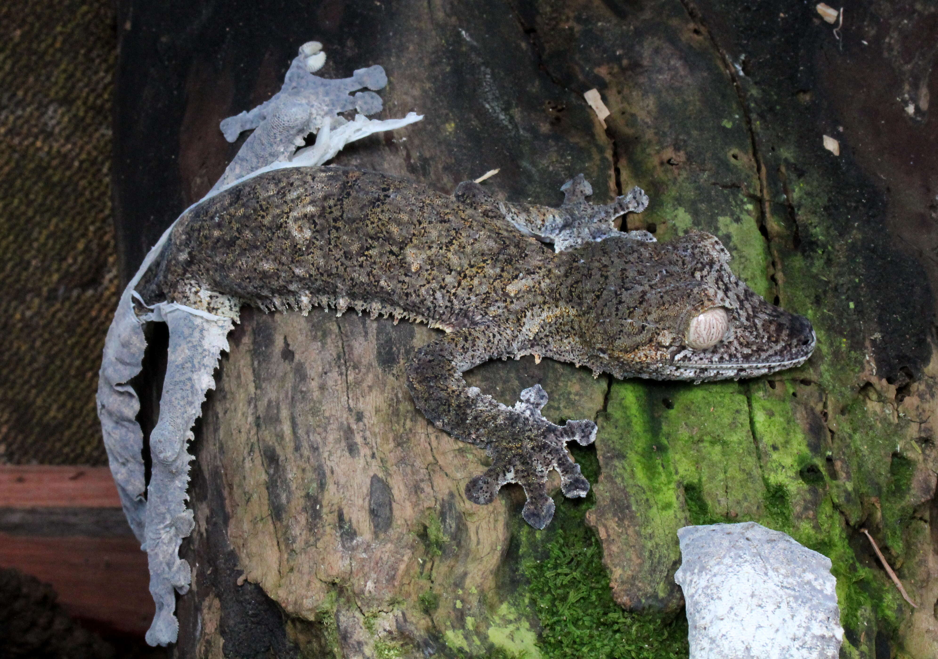 Image of Common Flat-tail Gecko