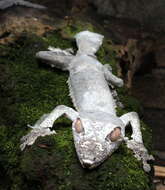 Image of Common Flat-tail Gecko