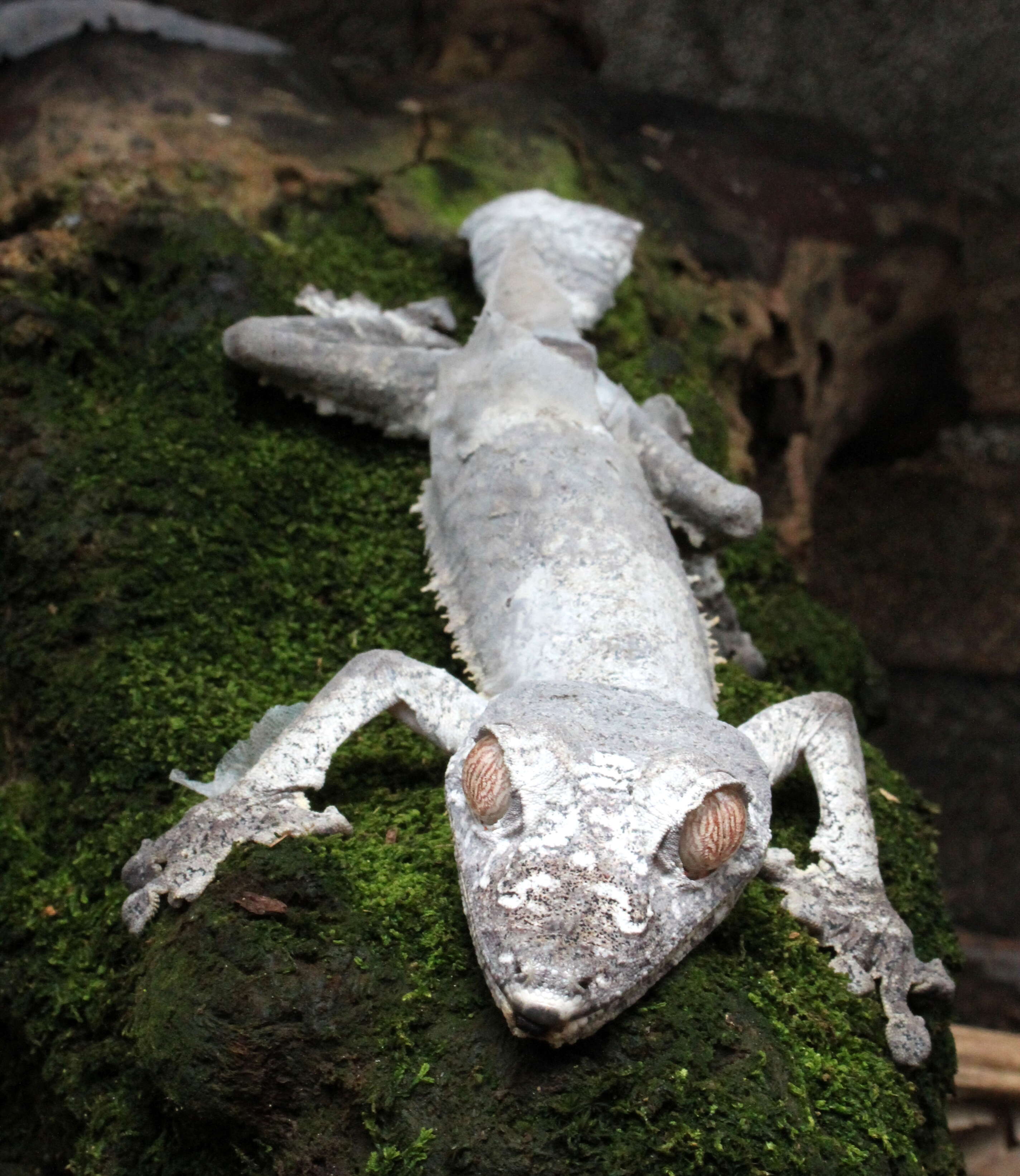 Image of Common Flat-tail Gecko