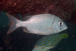 Image of Blue-lined large eye bream