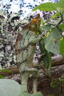 Image of Panther Chameleon