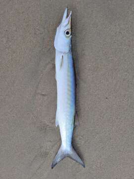 Image of Barracuda