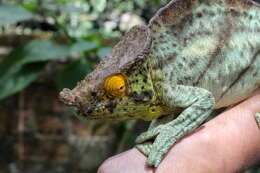 Image of Panther Chameleon