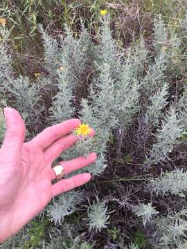 Image of hoary false goldenaster