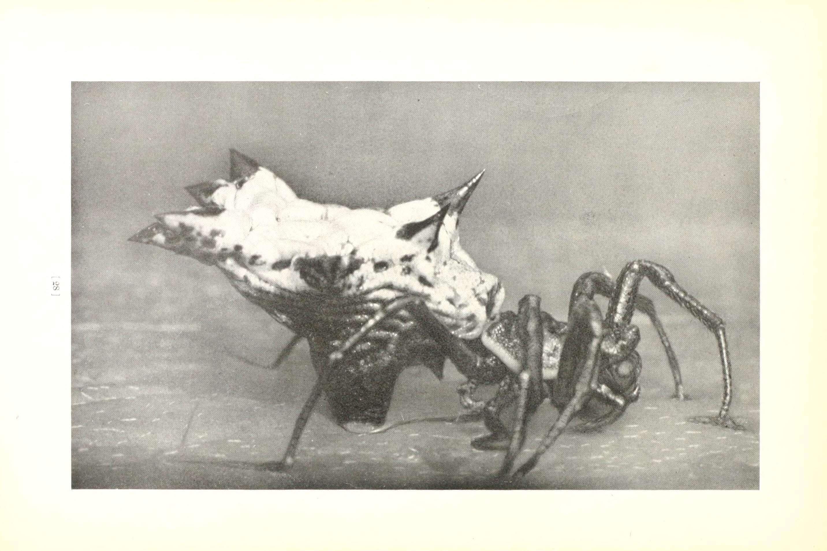 Image of Spined Micrathena