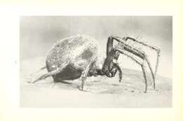 Image of Arabesque Orbweaver