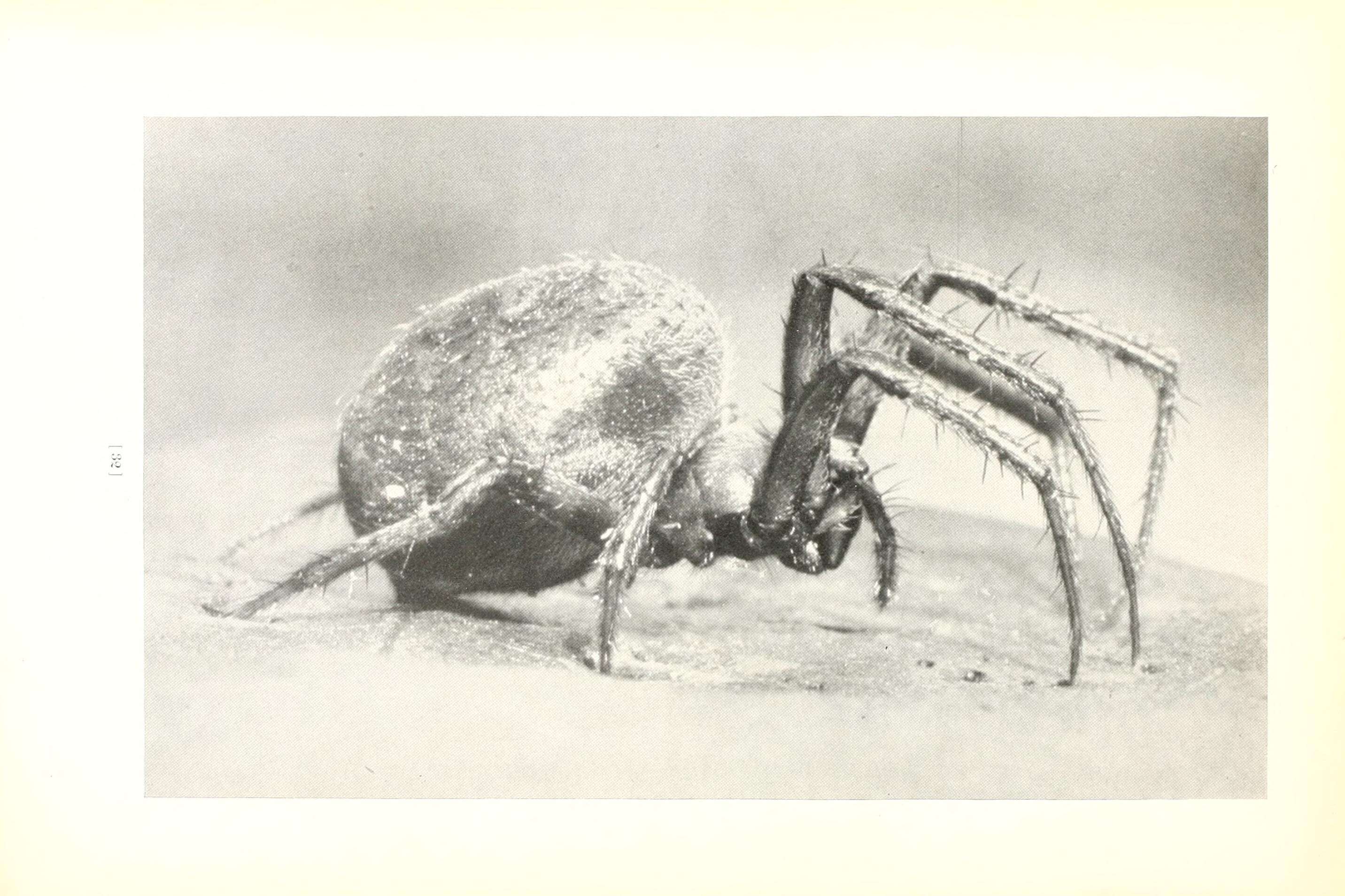 Image of Arabesque Orbweaver