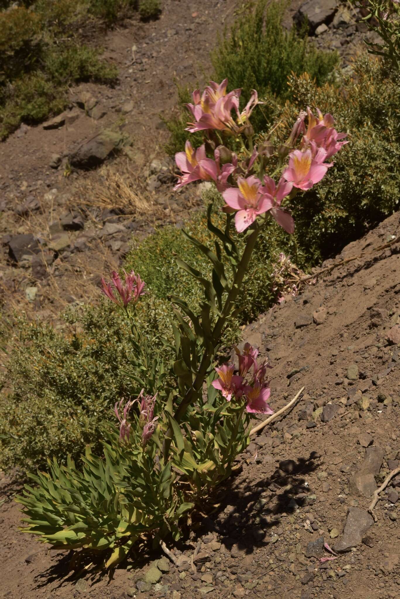 Image of Alstroemeria ligtu subsp. splendens Muñoz-Schick