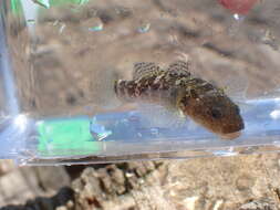 Image of Chestnut goby