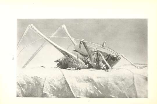 Image of Scudder's bush katydids