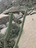 Image of Trichocereus macrogonus var. peruvianus