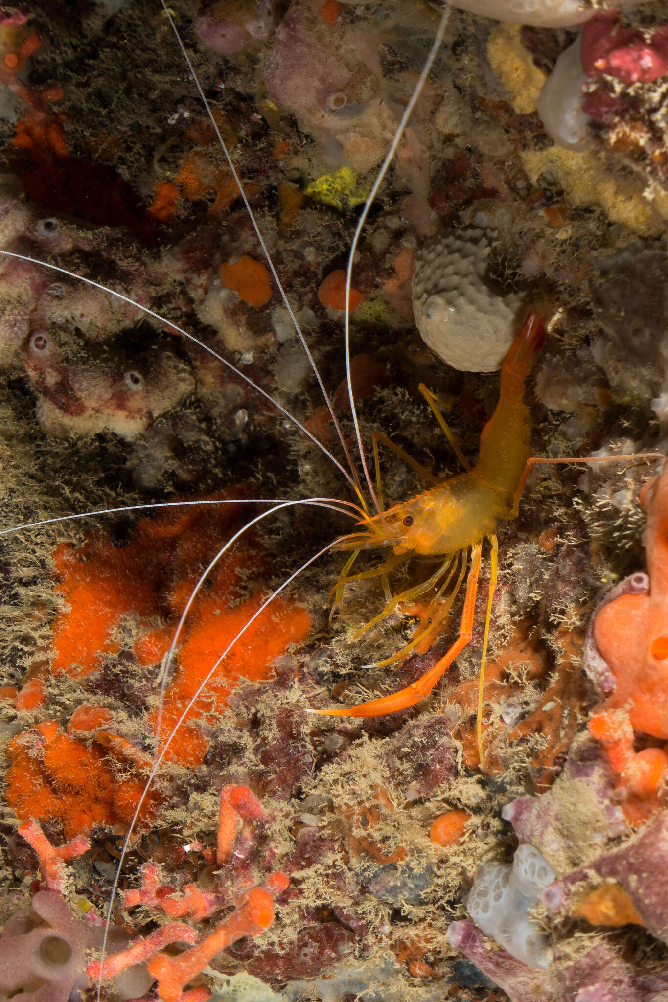 Image of golden coral shrimp