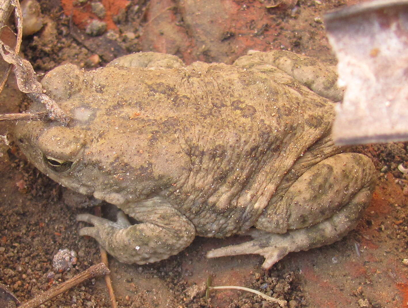 Image of Indus Valley Toad