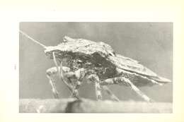 Image of Rough Stink Bugs