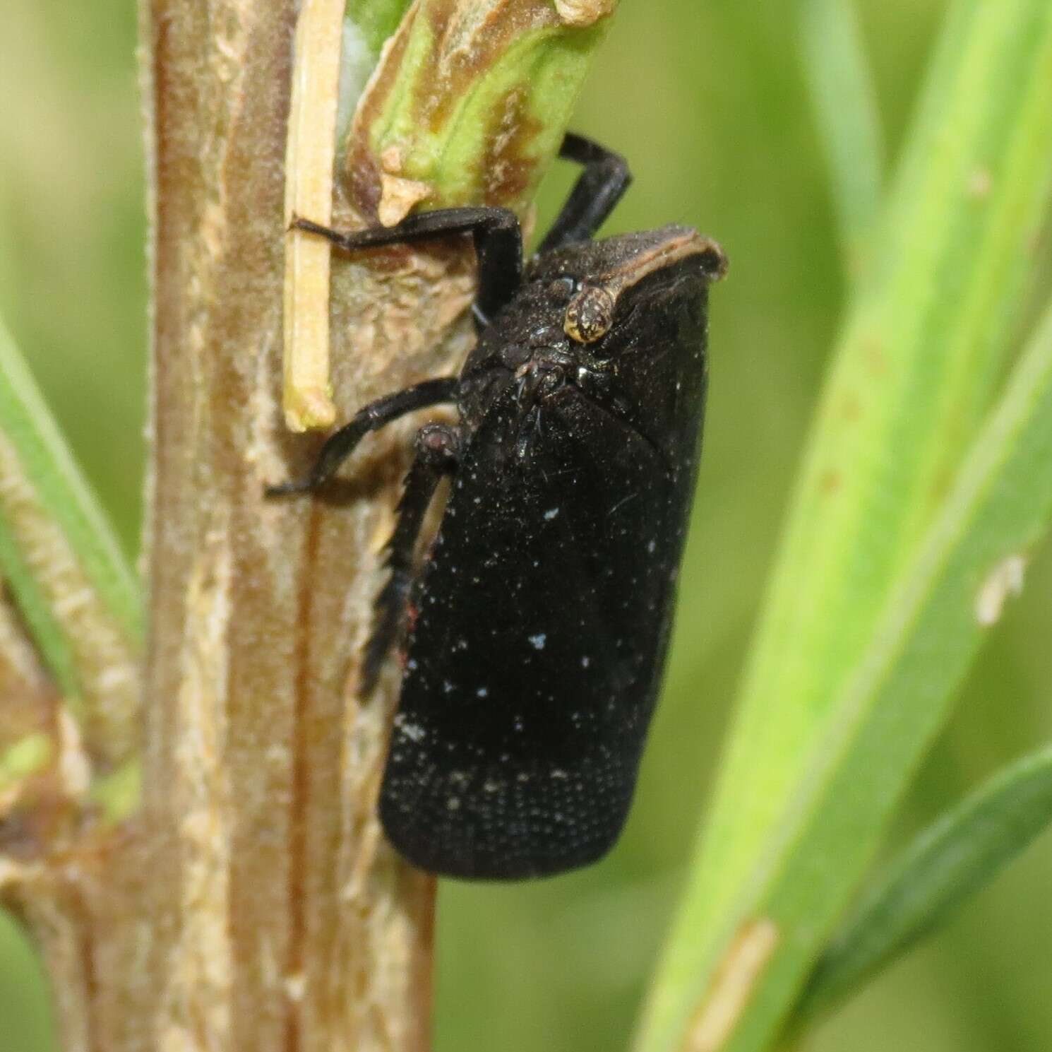 Image of Crepusia fuliginosa (Olivier 1791)