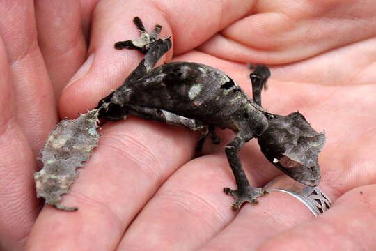 صورة Uroplatus phantasticus (Boulenger 1888)