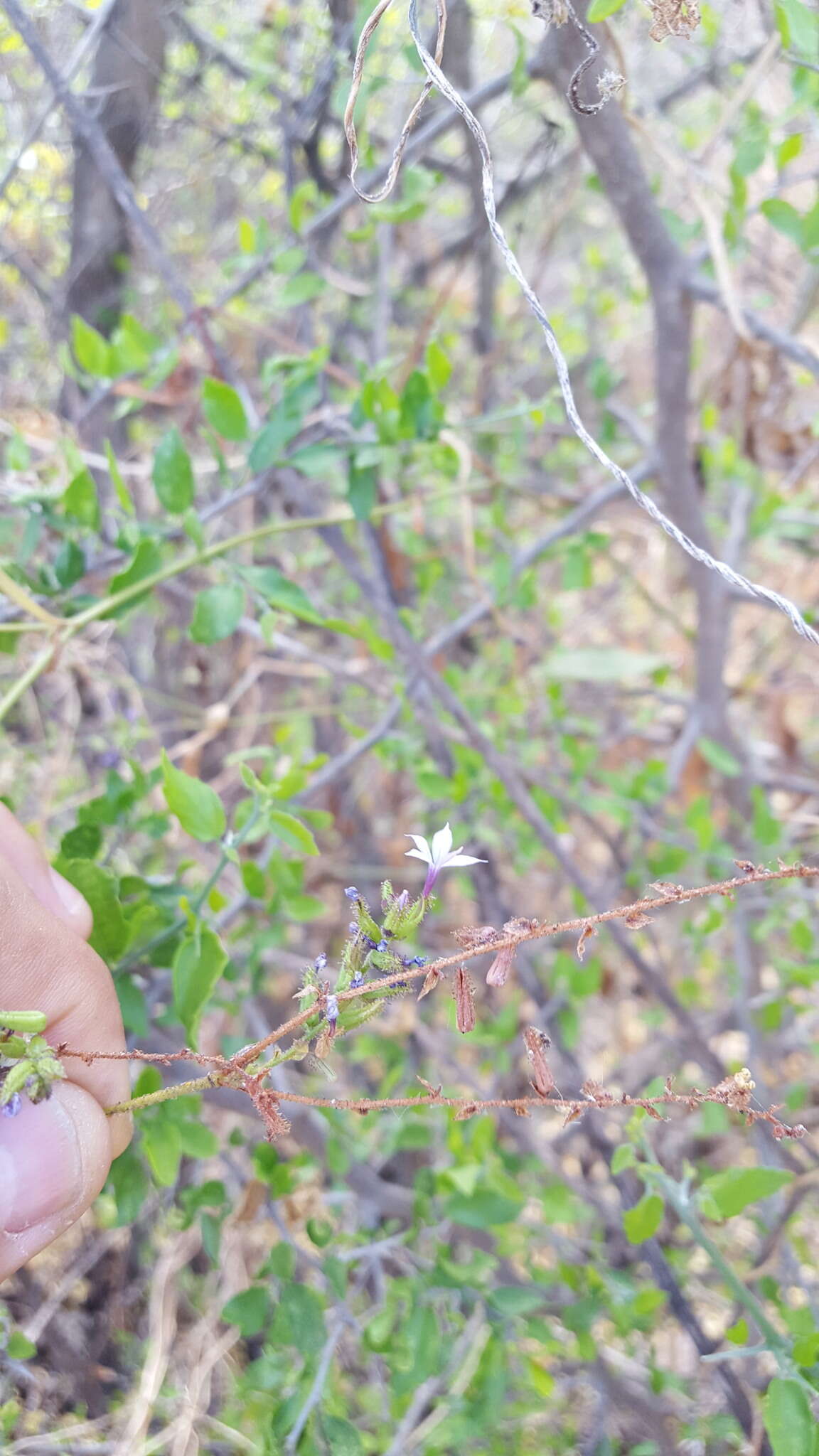 Image of Plumbago pulchella Boiss.