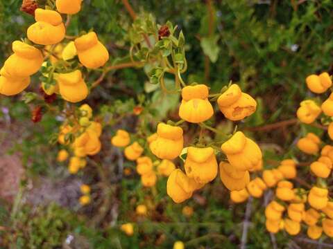 Image of Calceolaria glandulosa Poepp. ex Benth.