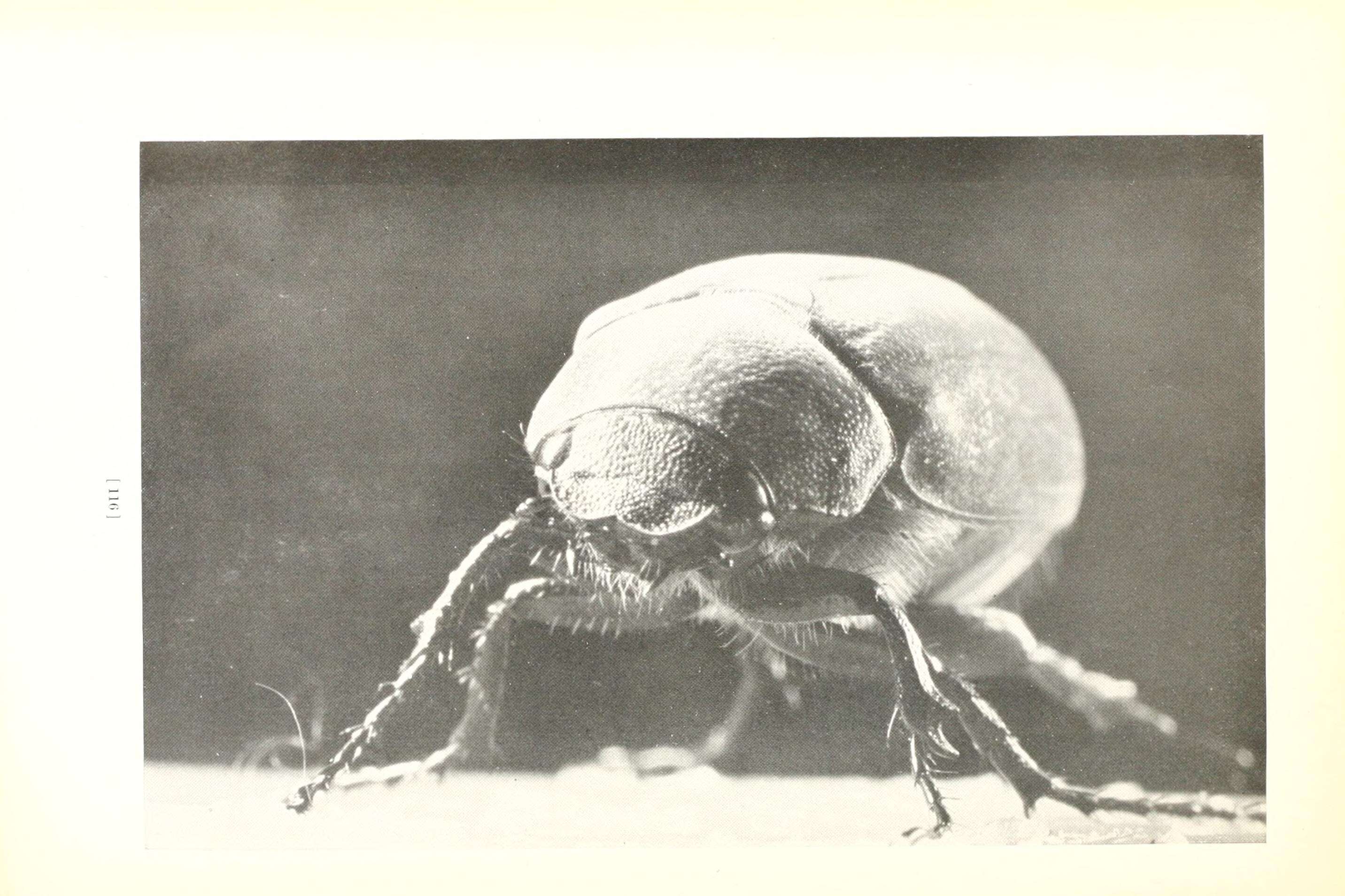 Image of May Beetles