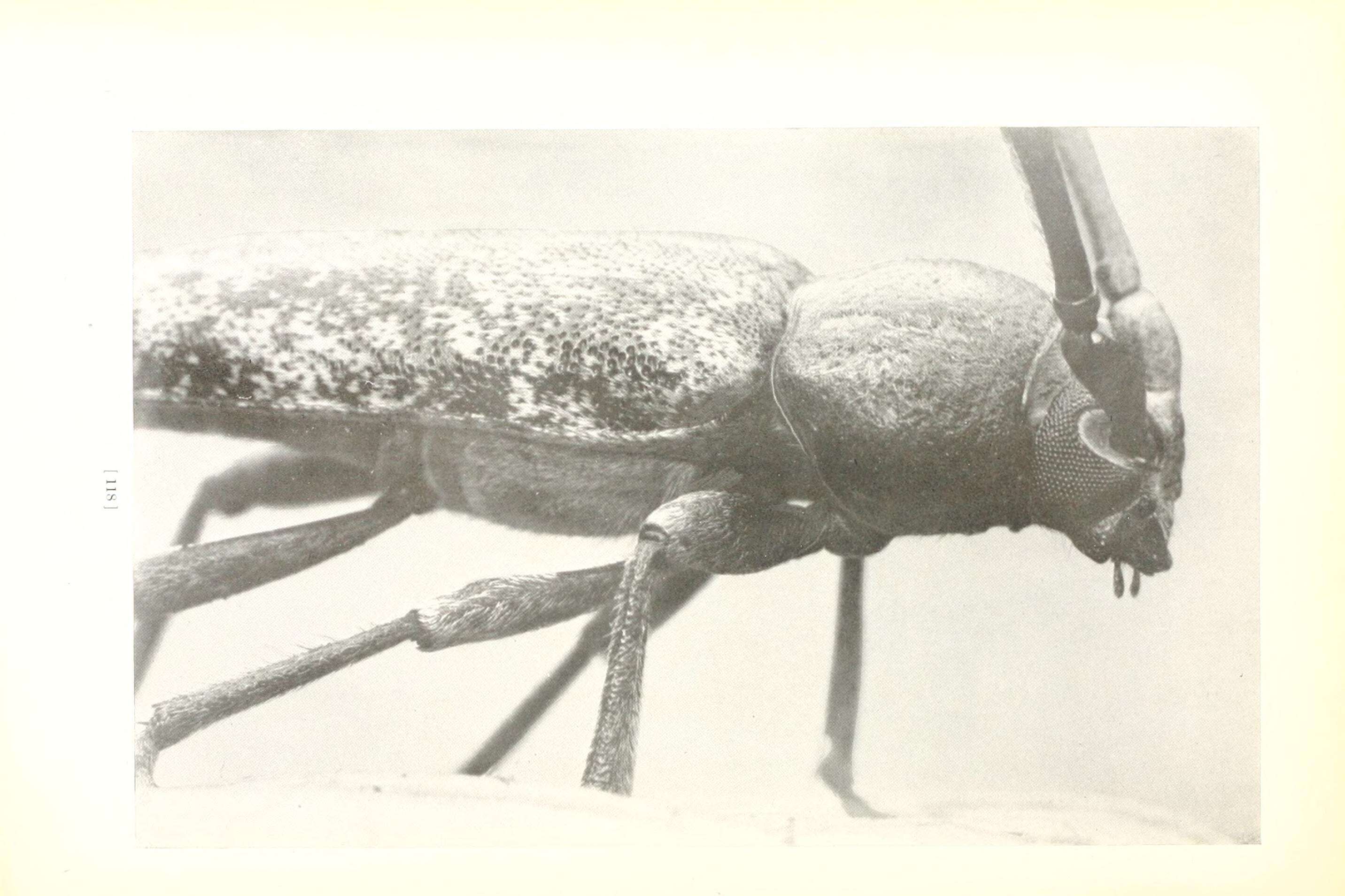 Image of Elaphidion