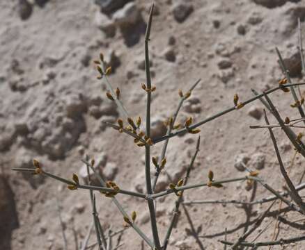 Image of Death Valley Mormon Tea