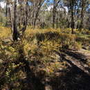 صورة Pultenaea scabra R. Br.