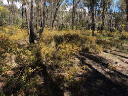 Sivun Pultenaea scabra R. Br. kuva