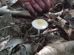 Image of Amanita albocreata (G. F. Atk.) E.-J. Gilbert 1941