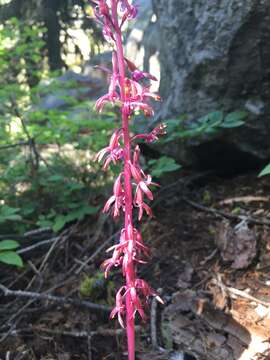 Image of Pacific coralroot