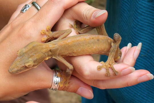 Image of Lined Flat-tail Gecko