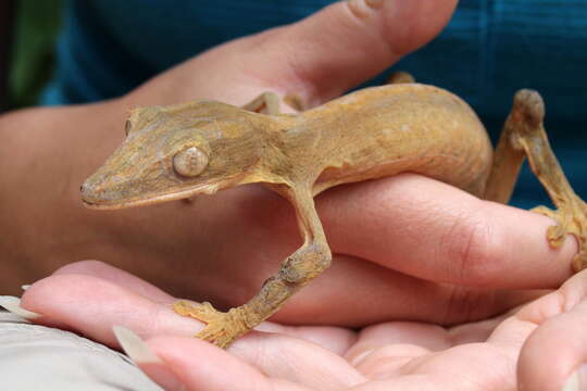 Image of Lined Flat-tail Gecko