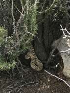 Image of Crotalus oreganus lutosus Klauber 1930