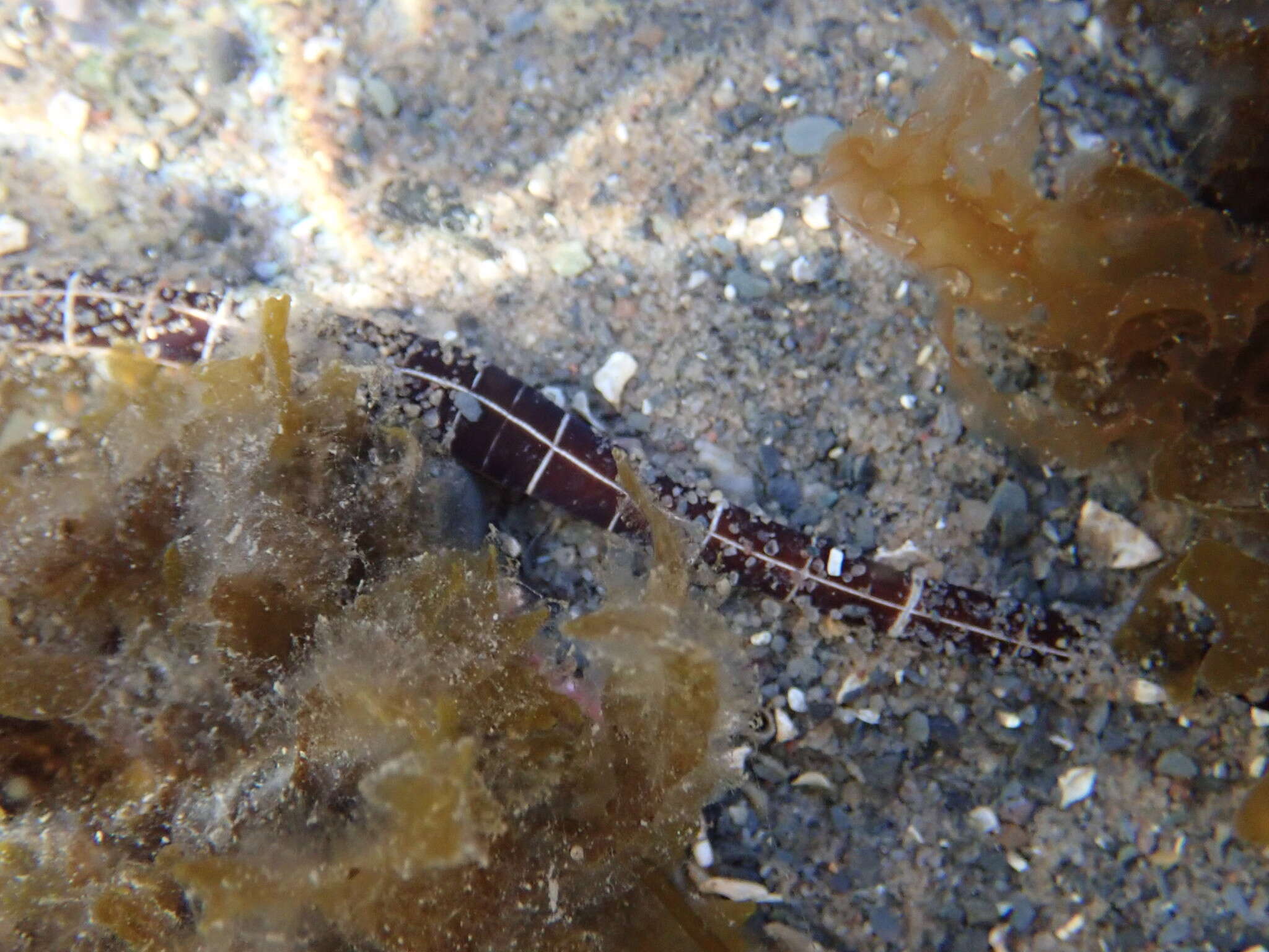 Image of football Jersey worm