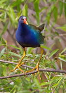 Image of American Purple Gallinule