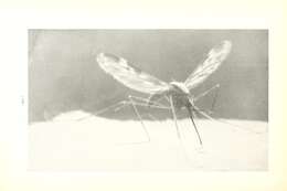 Sivun Anopheles punctipennis (Say 1823) kuva