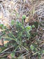 Plancia ëd Cryptantha pterocarya (Torr.) Greene