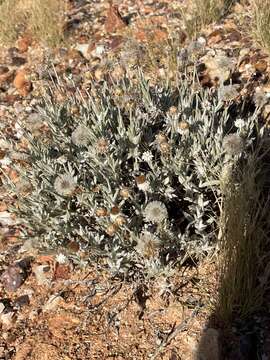 Image of Anemocarpa saxatilis (P. G. Wilson) P. G. Wilson