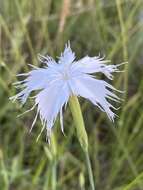 Image of Dianthus mooiensis F. N. Williams