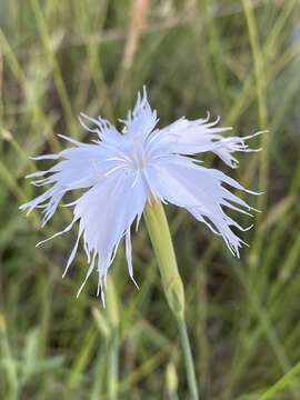 صورة Dianthus mooiensis F. N. Williams