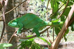 Image of Parson's Chameleon