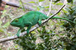 Image of Parson's Chameleon