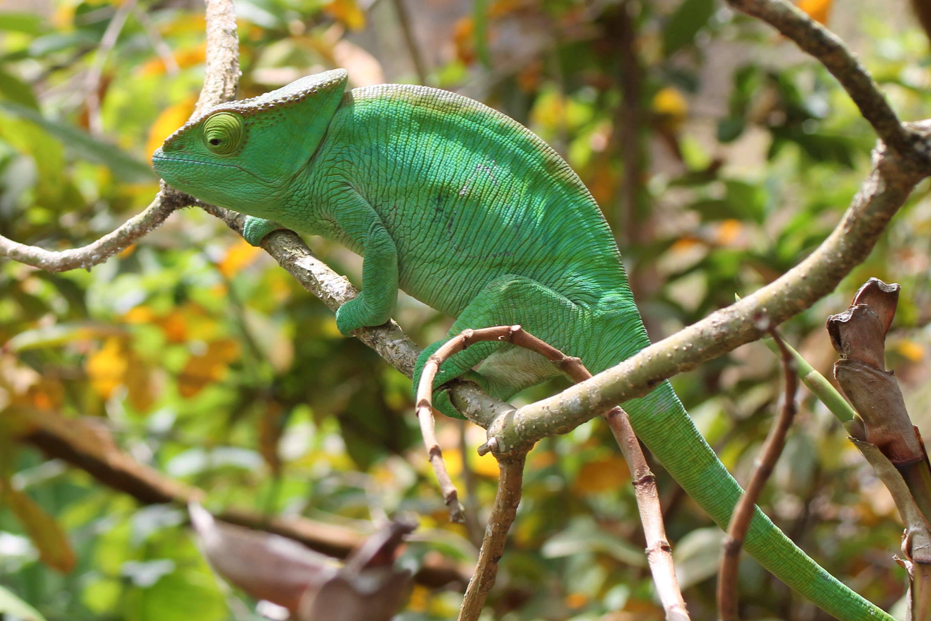 Image of Parson's Chameleon