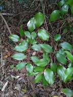 Sivun Ripogonum brevifolium Conran & Clifford kuva