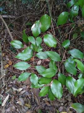 Image of Ripogonum brevifolium Conran & Clifford